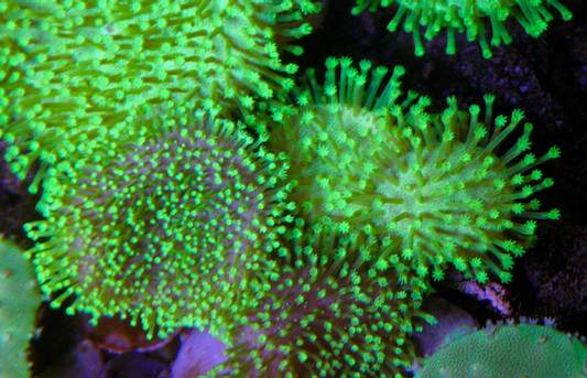 Tyree Neon Green Polyp Leather Coral Beginner Reef Aquarium