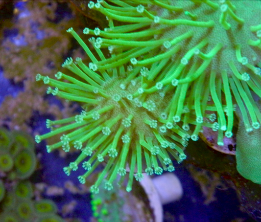 Japanese Neon Green Weeping Willow Coral Reef