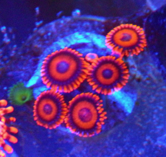 Orange Oxide Zoanthids Reef Aquarium