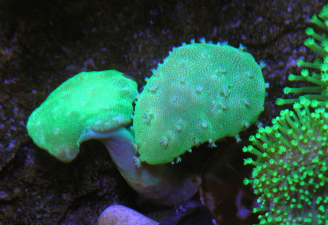 Green Stardust Leather Coral Reef Saltwater Aquarium