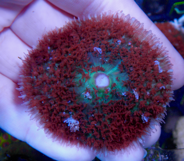 Huge Red Sanctithomae St Thomas Bounce Mushroom Aquarium