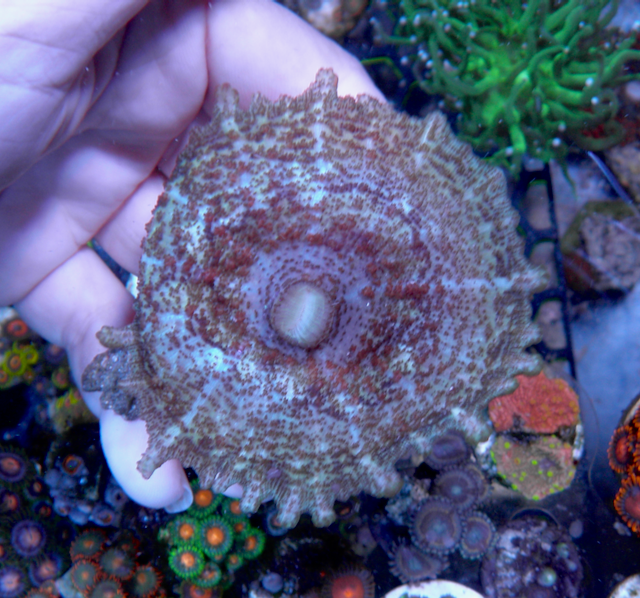 Watermelon Discosoma Neglecta Mushroom - Reef Gardener
