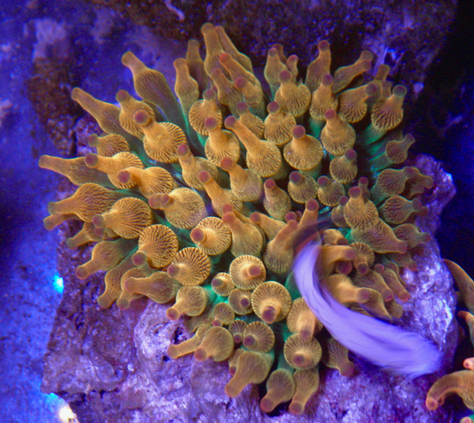 Sunshine Rainbow Bubble Tip Anemone Clownfish Coral