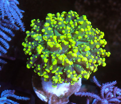 Alien Lemon Yameyaensis Frogspawn LPS Reef Aquarium