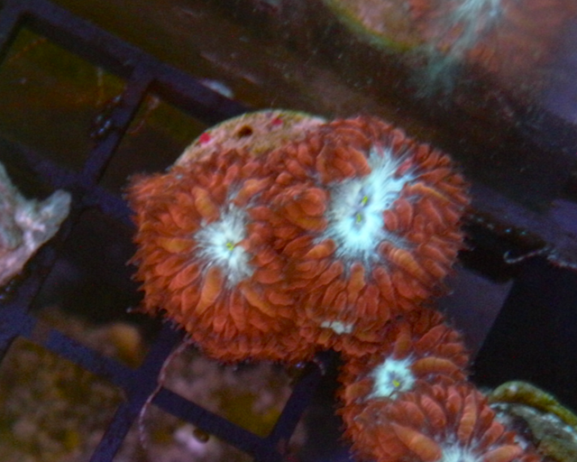Ruby Ice Blastomussa merletti Reef Aquarium 2