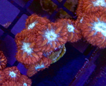 Ruby Ice Blastomussa merletti LPS Coral 3