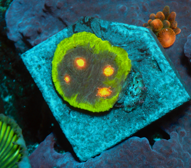 Jason Fox My Miami Chalice Coral Reef