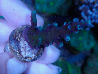 Big Oregon Blue Acropora Tortuosa Coral