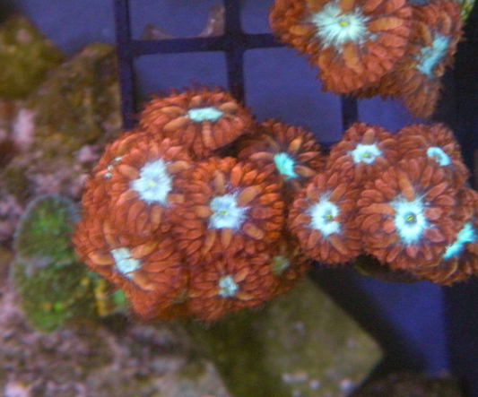 Ruby Ice Blastomussa merletti LPS Coral