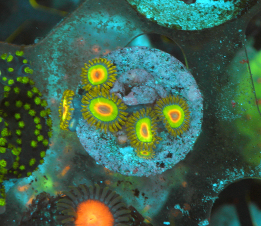 Glowing Rasta Rastafarian Zoanthids Coral Reef Saltwater Aquarium 2 - Reef Gardener