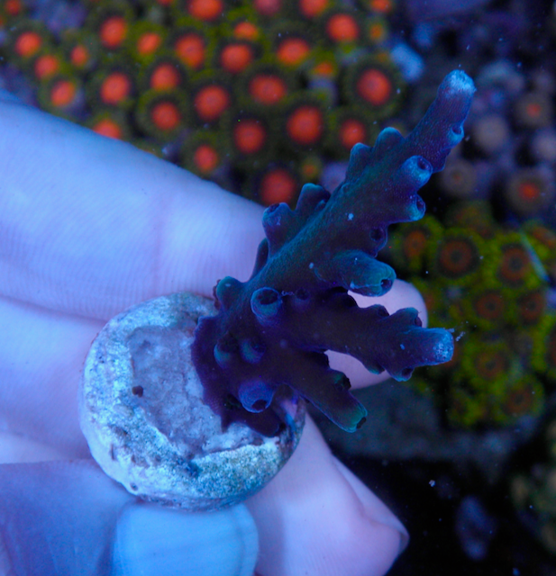 Oregon Blue Acropora Tortuosa Reef 2