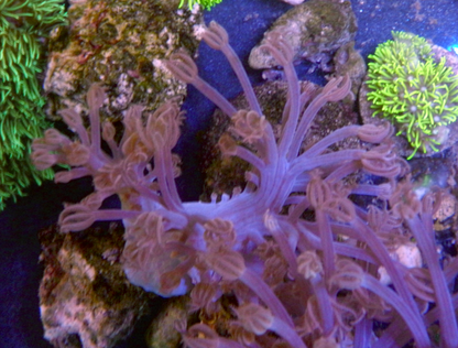 African Cespitularia Violet Xenia Soft Coral 2