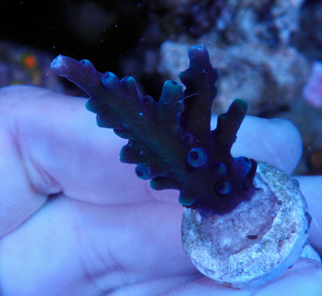 Oregon Blue Acropora Tortuosa Reef 2