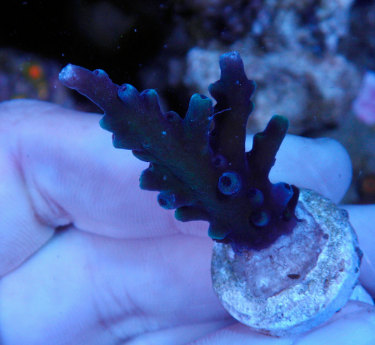 Oregon Blue Acropora Tortuosa Reef 2