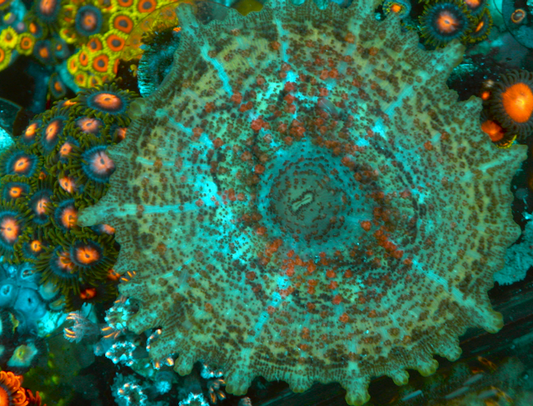 Watermelon Discosoma Neglecta Mushroom - Reef Gardener