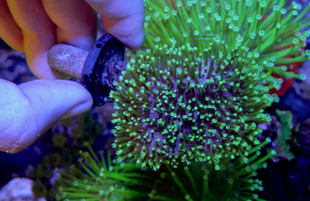 Tyree Neon Green Polyp Leather Coral Beginner Reef Aquarium