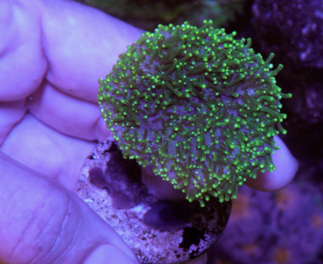 Tyree Neon Green Polyp Leather Coral Beginner Reef Aquarium