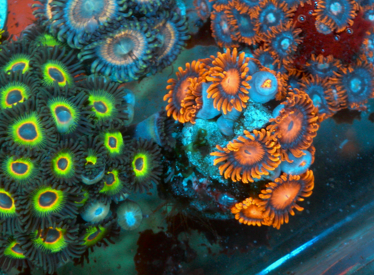Tangerine Bambam Zoanthids Coral 3