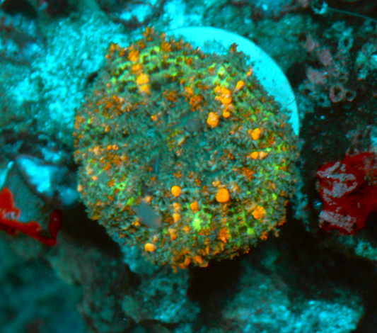 Bounce Sunkist Reefkoi Orange Rhodactis Mushroom Coral - Reef Gardener