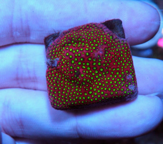 Darth Maul Porites Encrusting Montipora Reef Aquarium