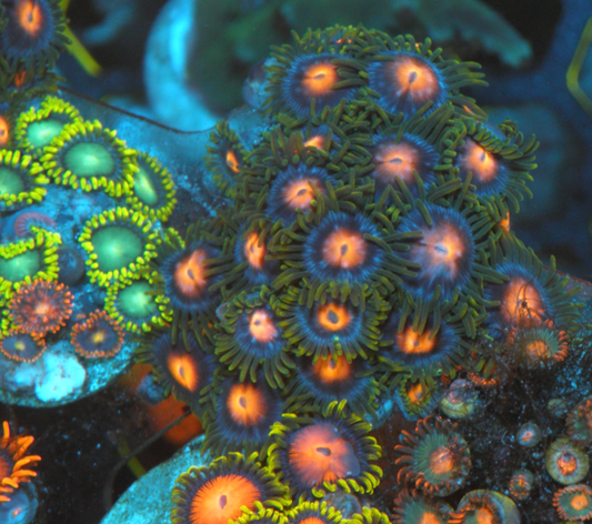 Blowpop Pink Zoanthids Coral Reef