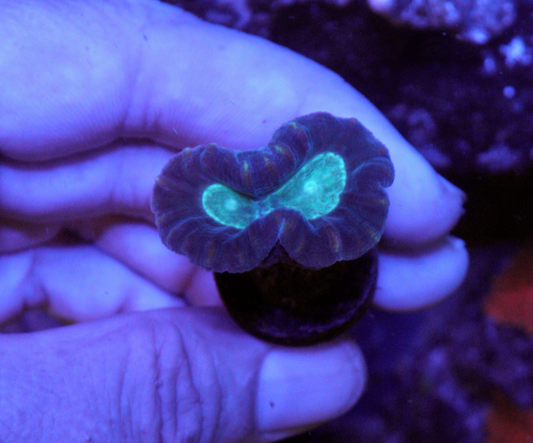 Aqua Eyes Trumpet Coral LPS Reef Aquarium 2