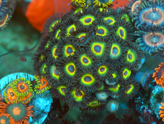 Bob Marley Reverse Rasta Zoanthids Zoas