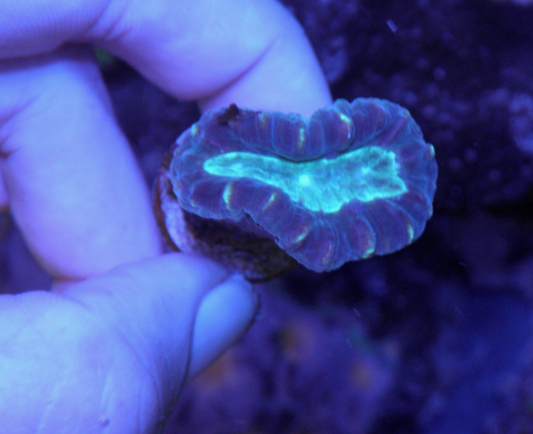Aqua Eyes Trumpet Coral LPS Reef Aquarium