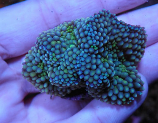 Seafoam ricordea coral reef beginner