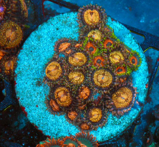 Eagle Eye Zoanthids Coral Reef Aquarium Combo
