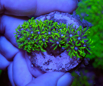 Kryptonite Star Polyps Zoanthid Coral Reef Aquarium