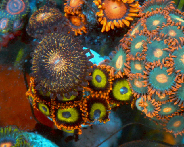 Fruit Loops Pandora Zoanthids Reef Aquarium Coral