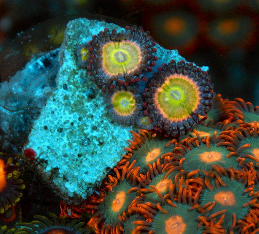 Raptor's Rainbow Zoanthids Coral Reef 2