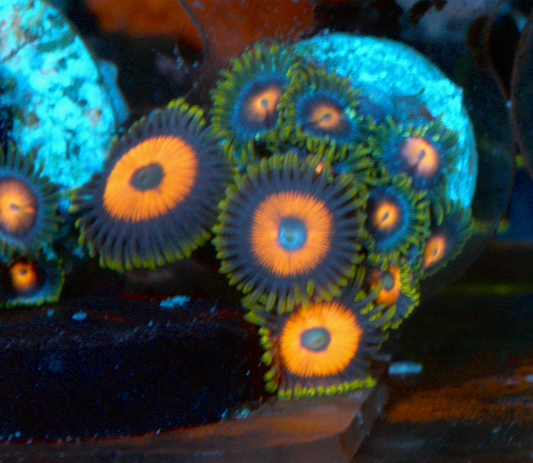 Cherry Bomb Blowpop Zoanthids Coral Reef