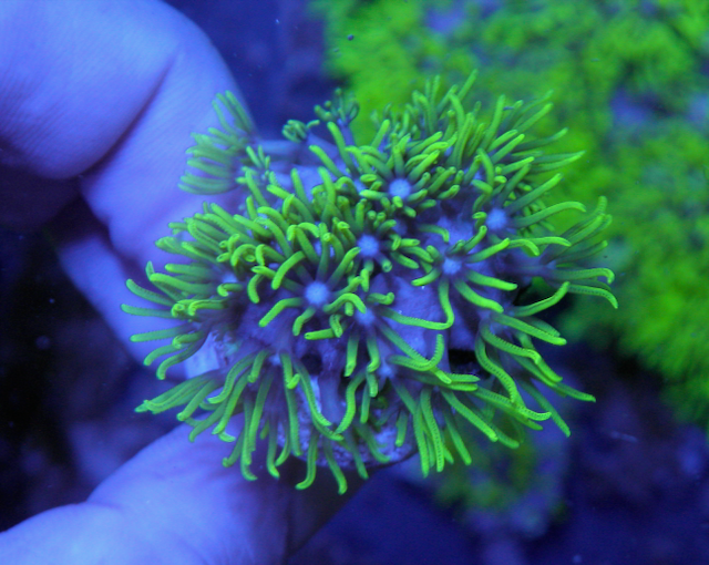 Kryptonite Star Polyps Zoanthid Coral Reef Aquarium