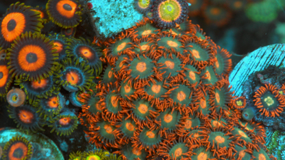 Gatorade Orange Zoanthids Zoas Coral Reef