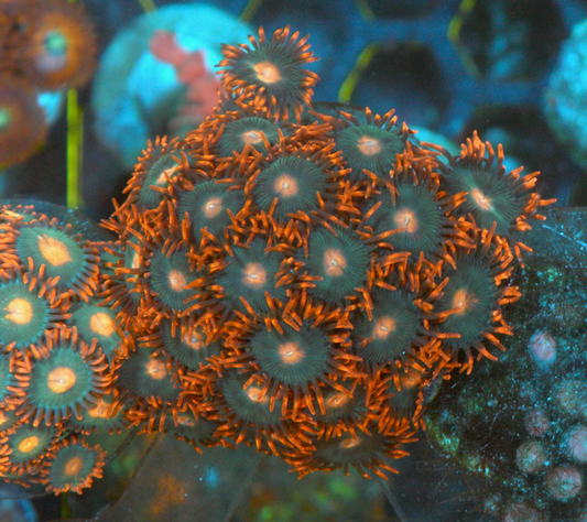 Big Orange Gatorade Zoanthids Coral Reef