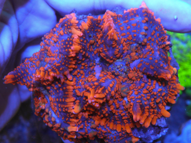 Lava Orange Bounce Rhodactis Mushroom Aquarium