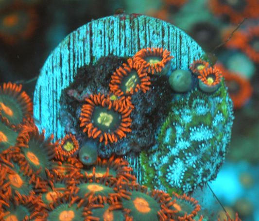 Fire & Ice Orange Zoanthids Zoa Coral Reef Aquarium