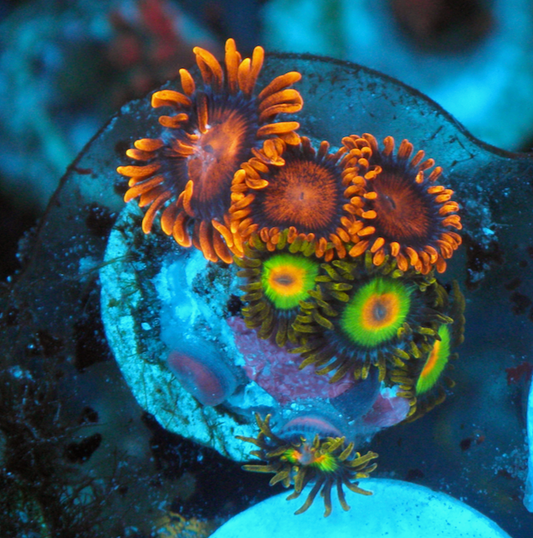 Bambam Rasta Rastafarian Zoanthids Coral Reef Aquarium