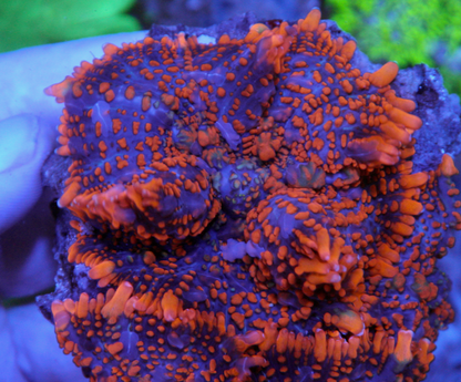 Lava Orange Bounce Rhodactis Mushroom Aquarium