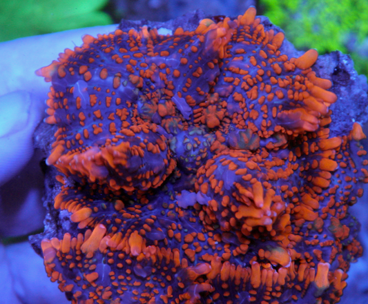 Lava Orange Bounce Rhodactis Mushroom Aquarium