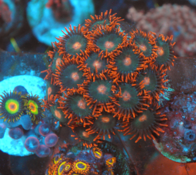 Gatorade Orange Zoanthids Zoas Coral Reef