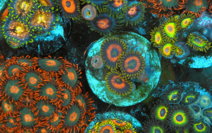 Hot Cherry Bomb Zoanthids Zoa Coral Reef Aquarium 2