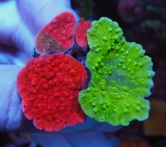 WWC Red Green Grafted, Red, & Ultra Toxic Montipora Coral Reef Aquarium