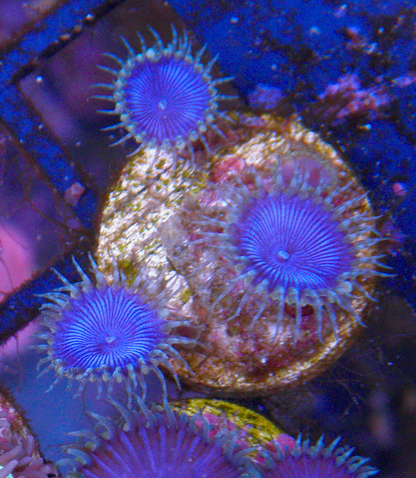 Blue Death Palythoa Zoas Zoanthid Coral Reef Aquarium