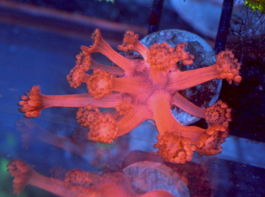 Cherry Blast Red Goniopora Coral LPS Reef Tank