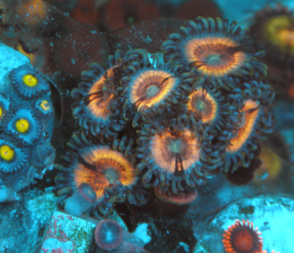 Sonic Flare Vamp Zoanthids Zoas Coral Reef Aquarium 2