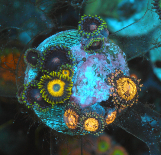 Scrambled Egg Yellow Zoanthids Coral Reef Saltwater