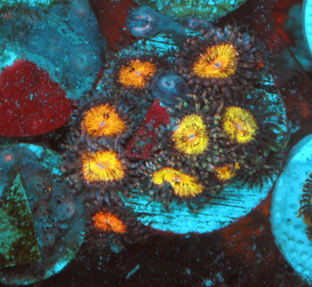 Pink Gold Zoanthids Aquarium Coral Reef